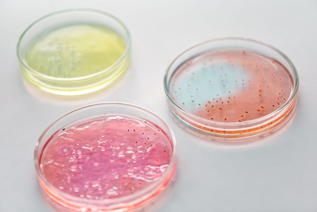 Rows of petri dishes holding colored microbial cultures on a laboratory surface