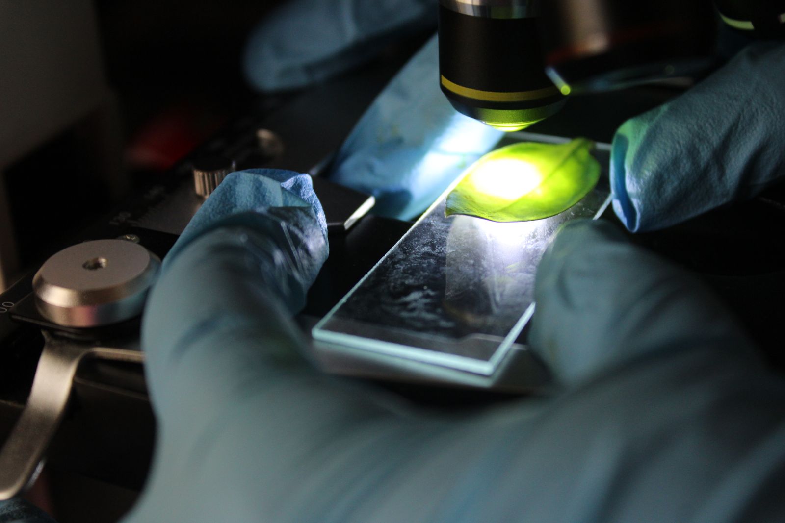 Scientist examining a microscope slide under magnification