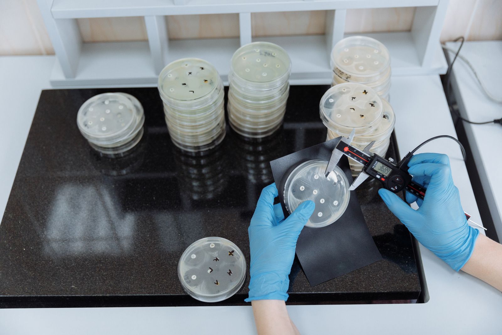 A researcher measuring culture growth in petri dishes in a sterile laboratory