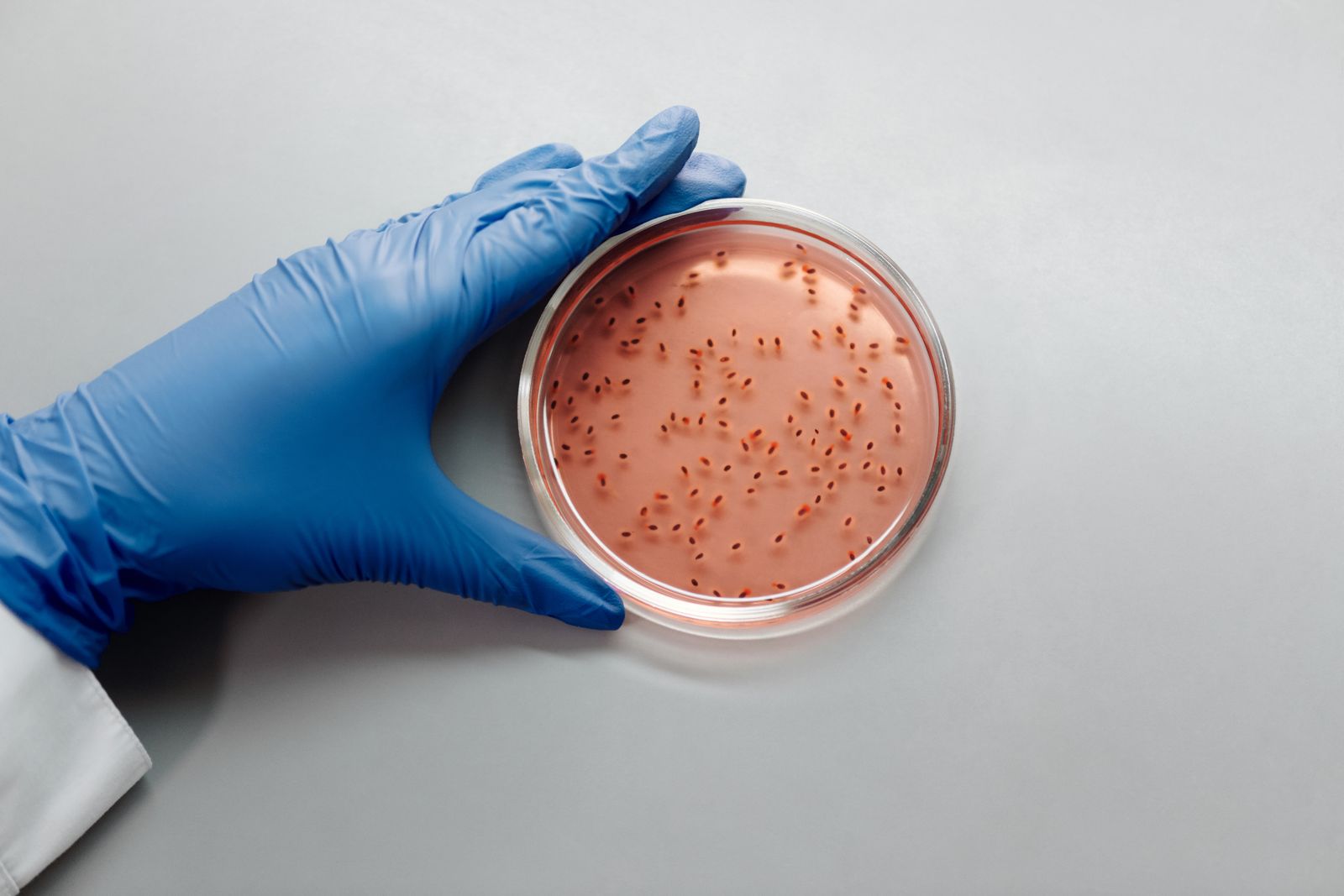 A scientist in blue gloves examining a culture in a petri dish