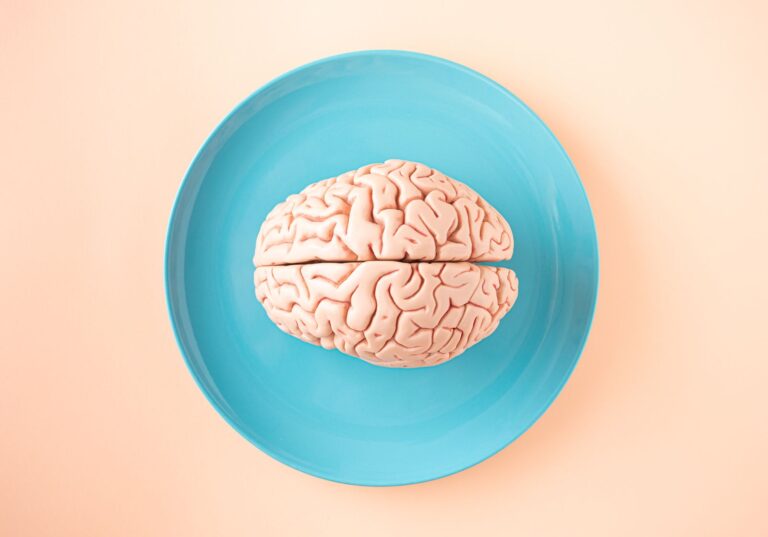 An anatomical brain model photographed against a blue background
