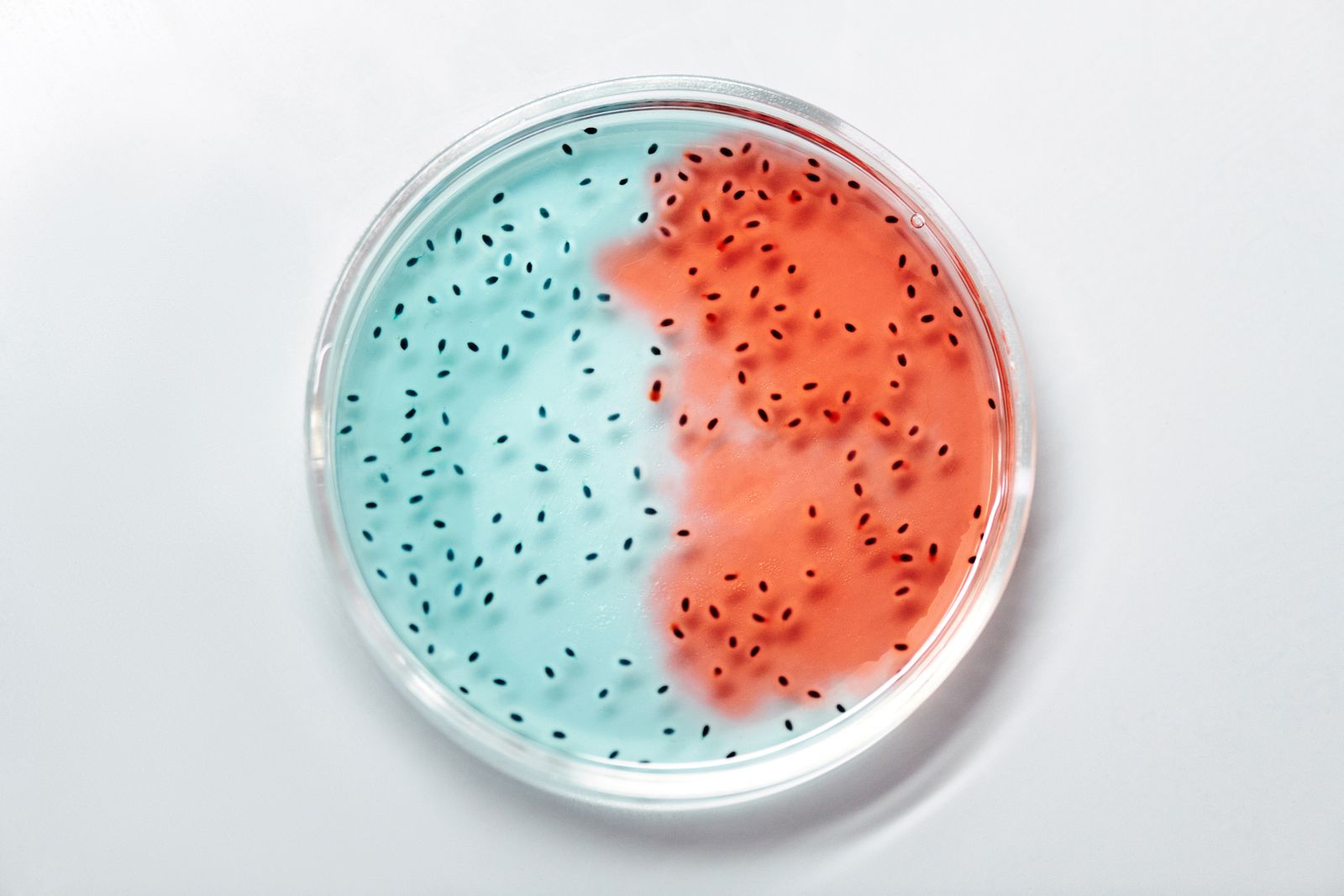 Blue and red microbial cultures growing in a petri dish