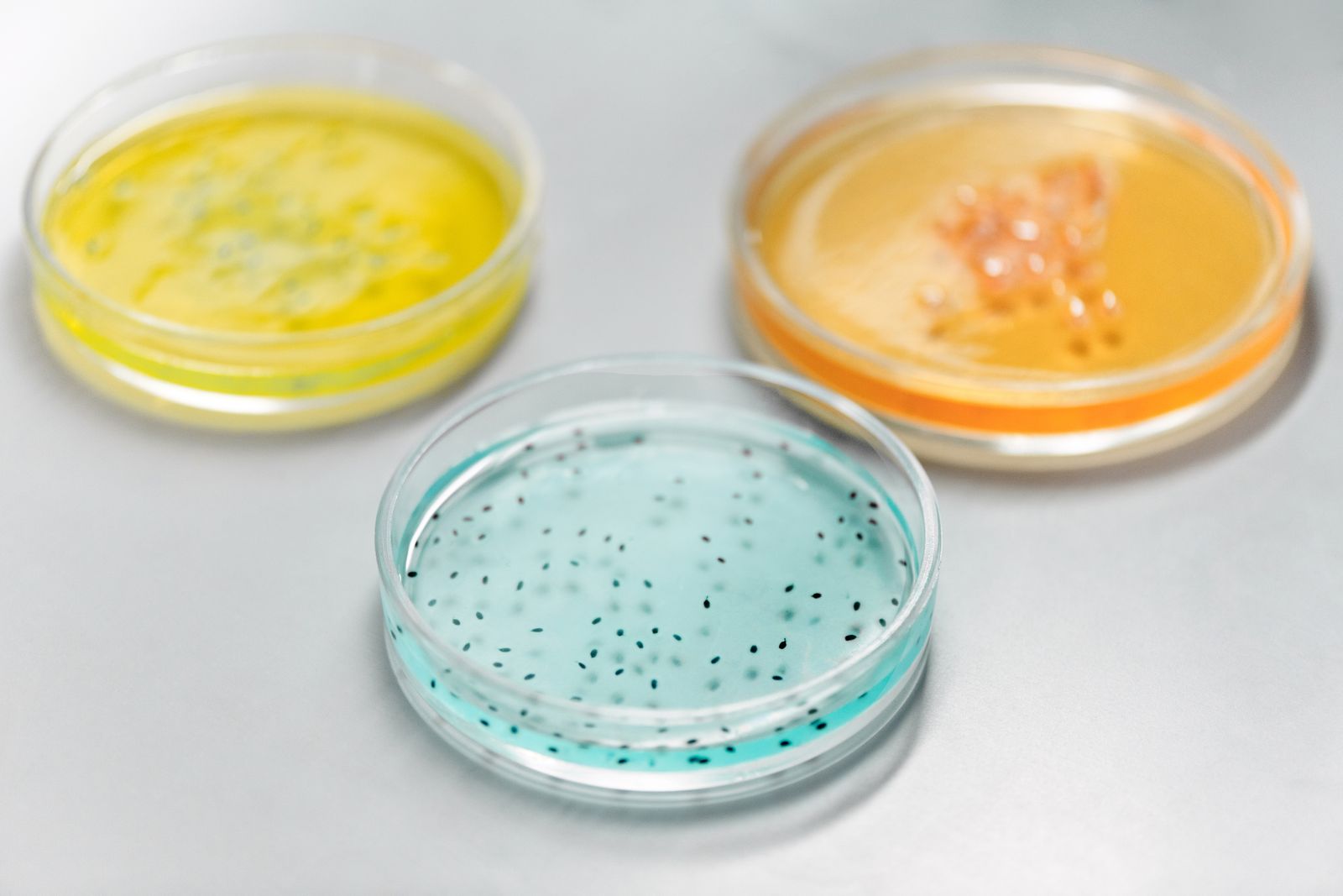 Colourful petri dishes used for laboratory research