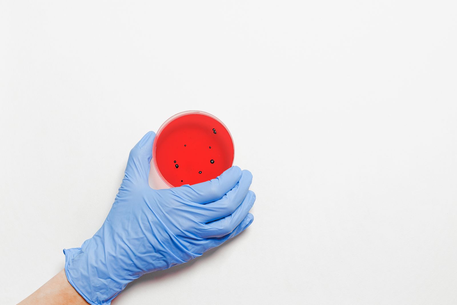 A gloved hand holding a petri dish containing red solution