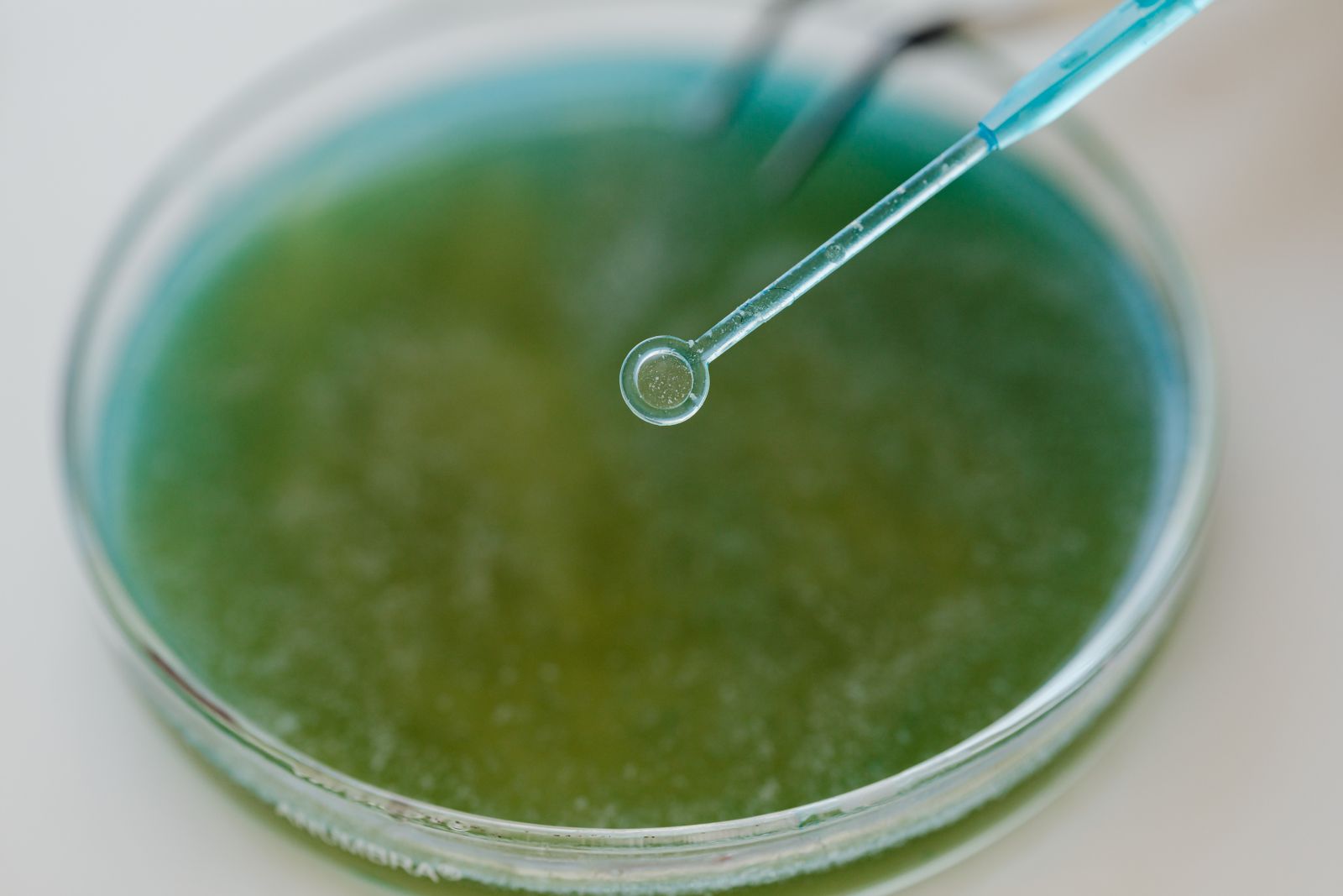 A pipette dispensing into a petri dish holding a green sample