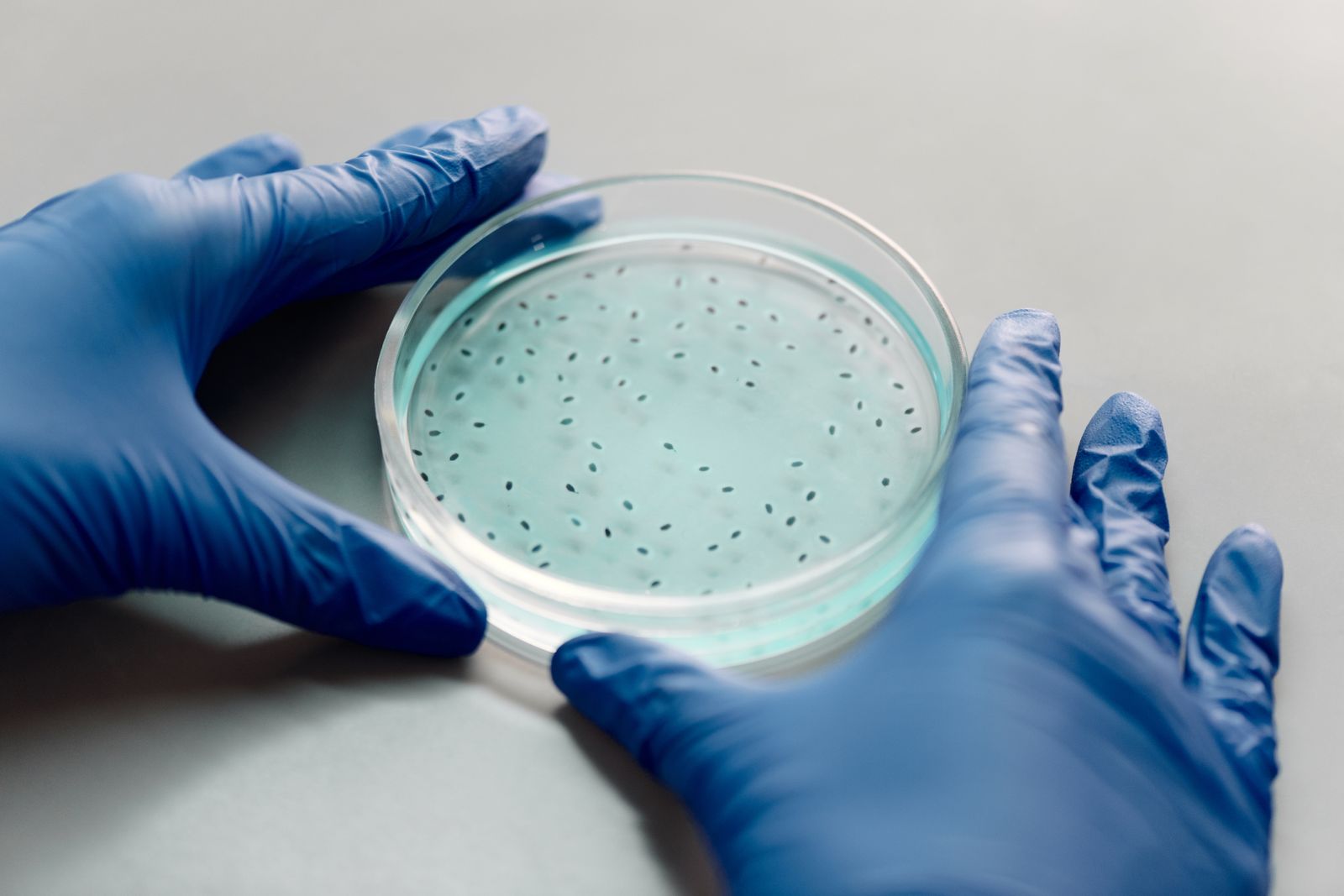 Gloved hands holding a filled petri dish in a research laboratory